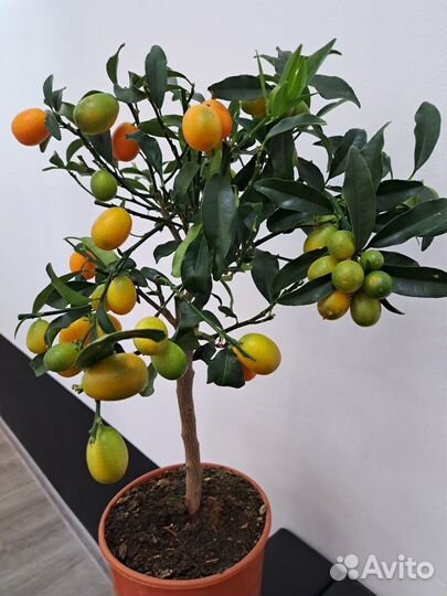 Кумкват с плодами