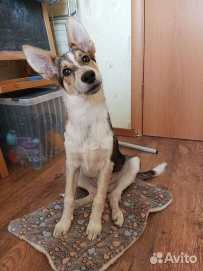 Щенок мальчик