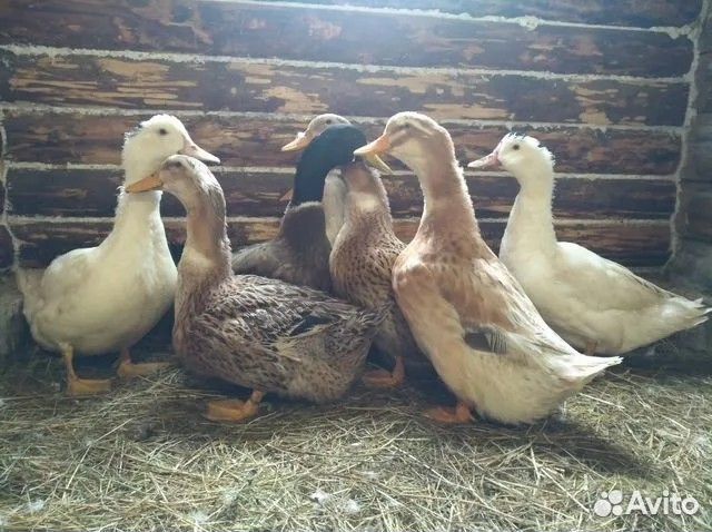 Гуси, ути, индоути