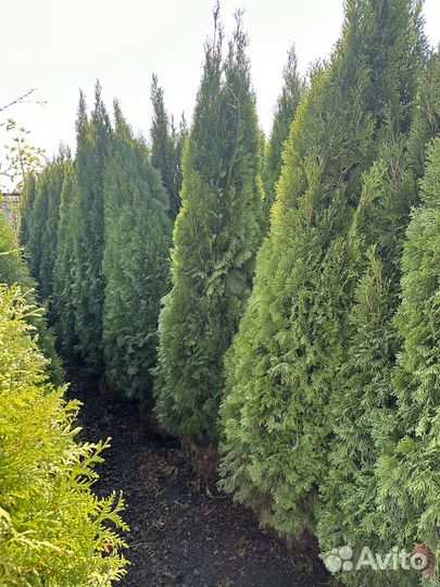 Туя Смарагд