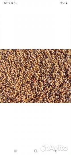 Продам сорго