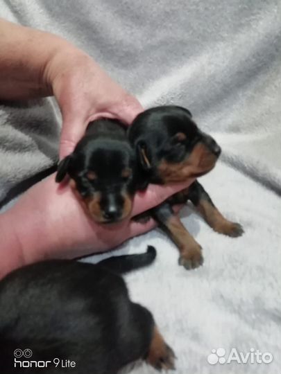 Щенки цвергпинчера