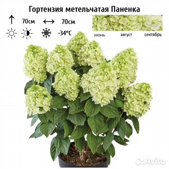 Гортензия метельчатая серии пан