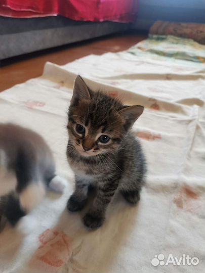 Котята ищут дом