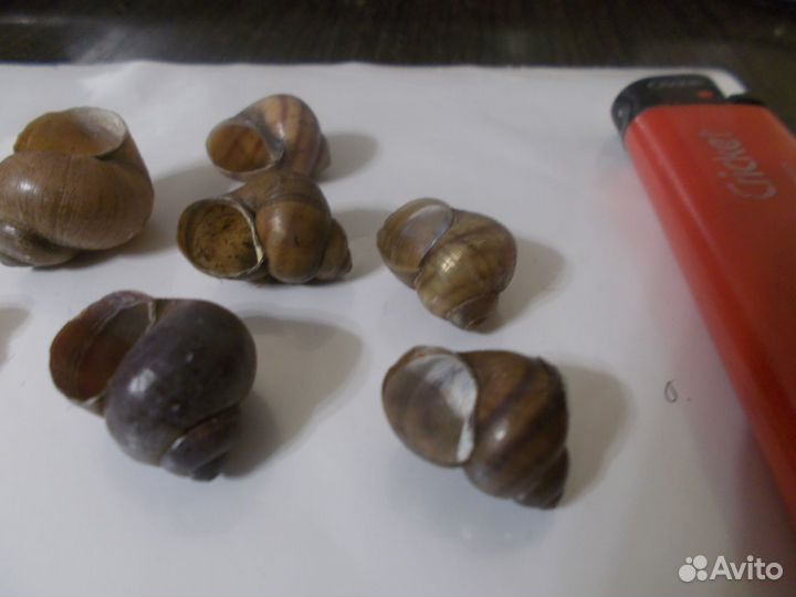 Раковины ракушки домики улиток пресноводных
