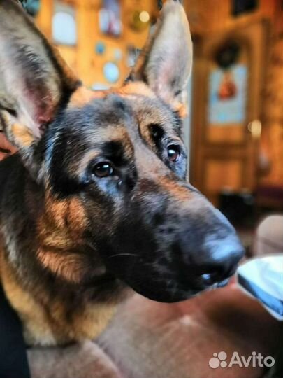 Немецкая овчарка вязка