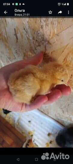 Цыплята брама Маран