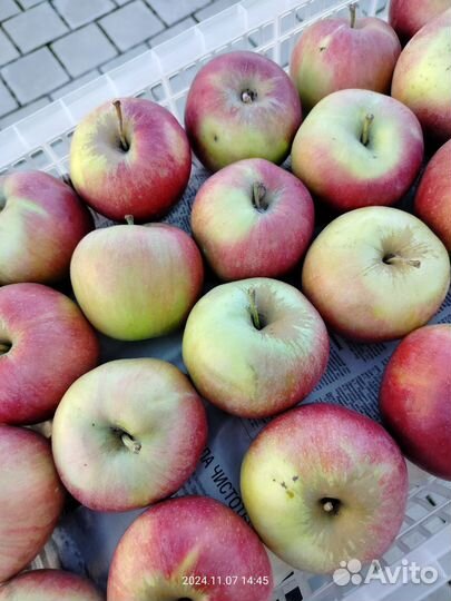 Яблоки домашние