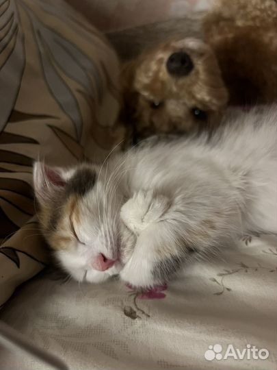 Кошка в дар