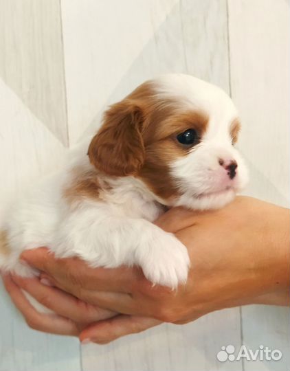 Кавалер кинг чарльз спаниель