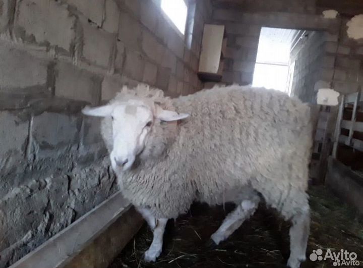 Баран тексель