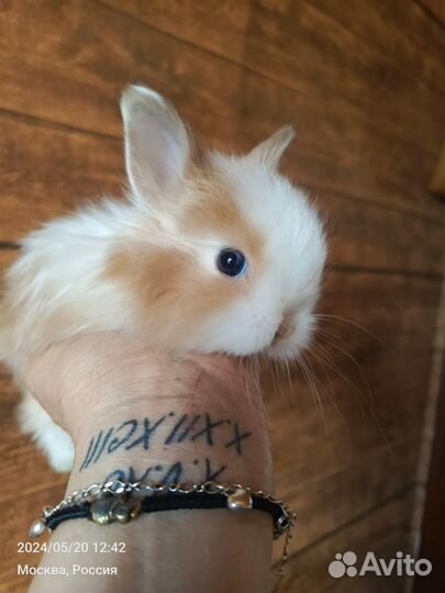 Крольчата карликовые