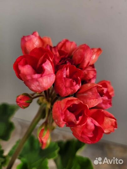 Пеларгония герань