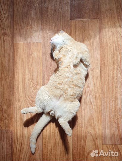Кот Рыжик