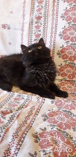 Просто котенок