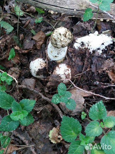 Гриб Весëлка,Иван Чай,Масло топленое