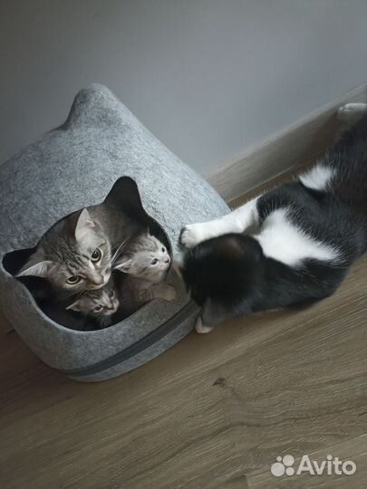 Отдам котят в добрые руки