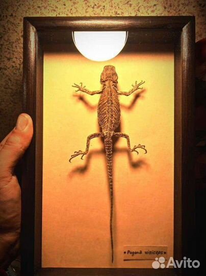 Бородатая агама в рамке