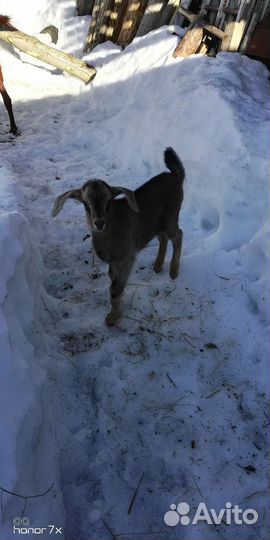 Козочки козлики альпийские нубийские камори