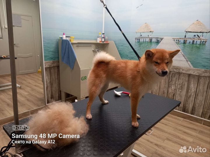 Грумер, экспресс-линька, тримминг, стрижка