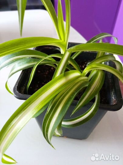 Хлорофитум кудрявый