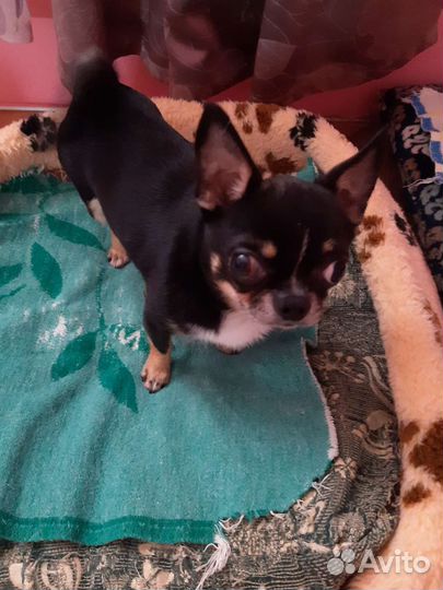 Жених на вязку