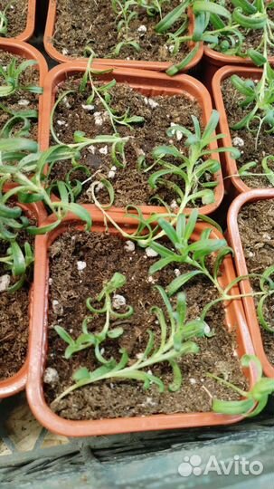 Гипсофила метельчатая многолетняя (саженцы)