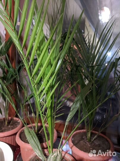 Трахикарпус веерная пальма 4 года