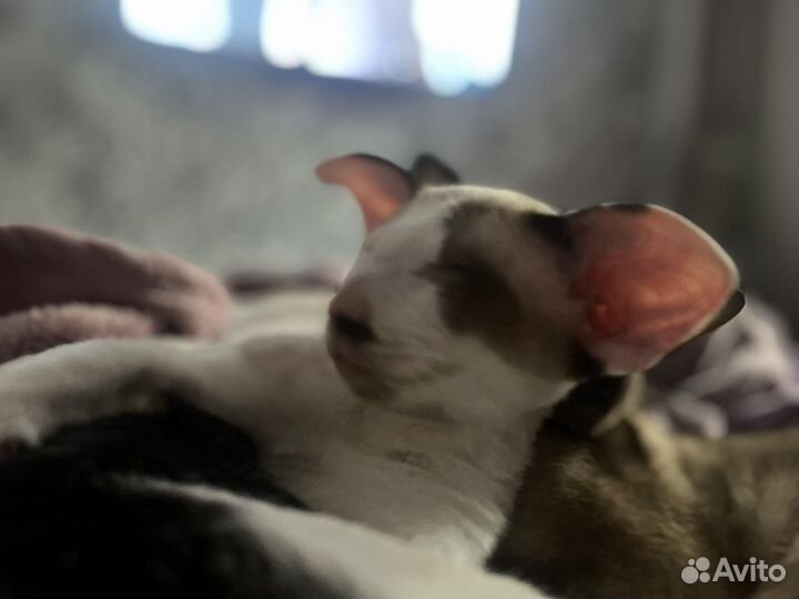 Ориентальная котенок