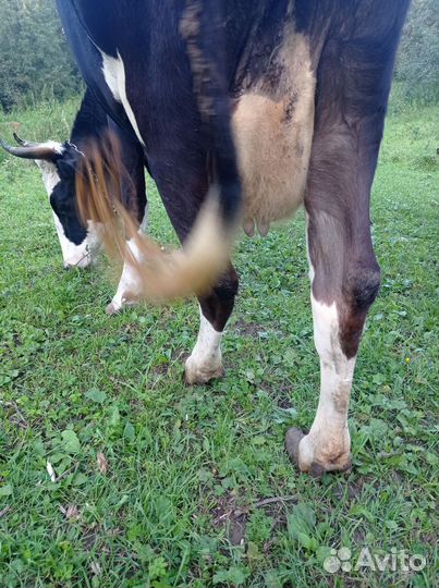 Корова дойная