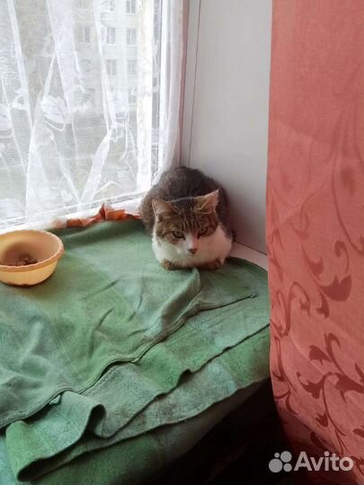 Кошки в добрые руки