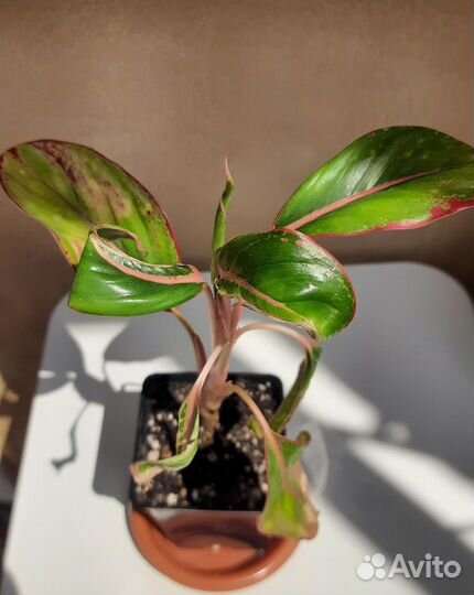 Аглаонема Крит