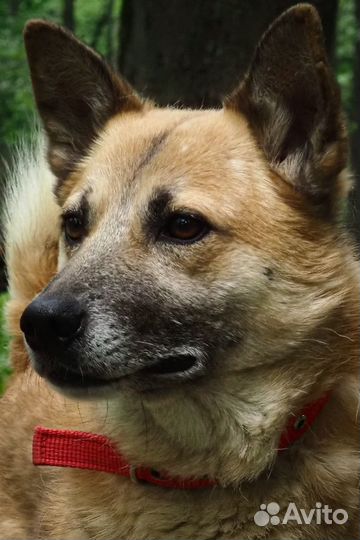 Рыжая собака Банджо ищет дом