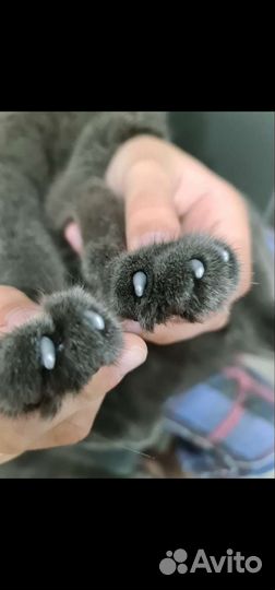 Антицарапки для кошек и собак