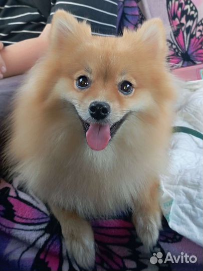 Собака улыбака