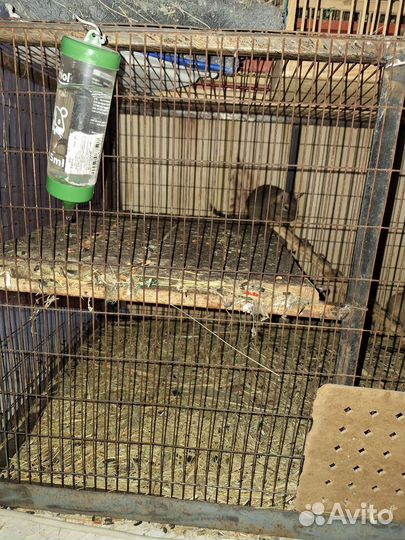 Белки с клетками