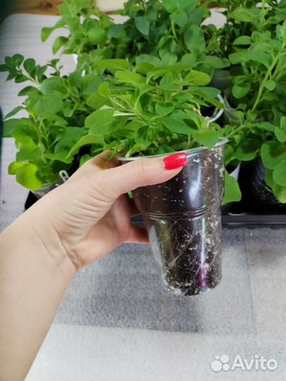 Петунии ампельные