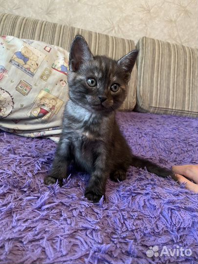 Котенок бесплатно