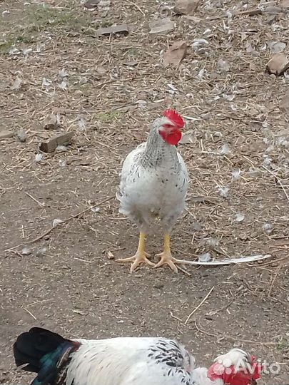 Утята суточные, петушки