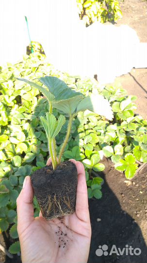 Рассада виктории Фестивальная и Купчиха