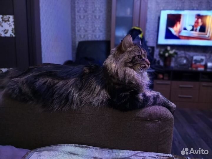 Мейн-кун вязка