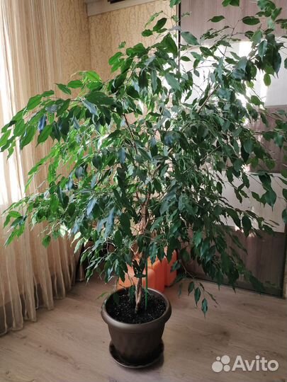 Бенджамина