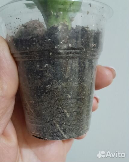 Сансевиерия ханни медиопикта