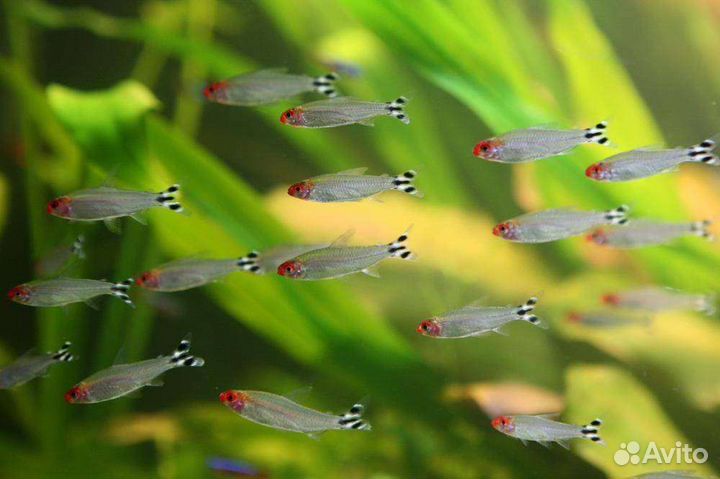 Аквариумные рыбки