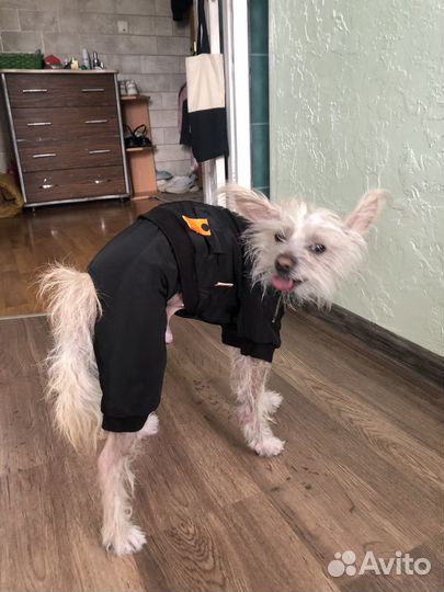 Комбинезон для маленькой собаки