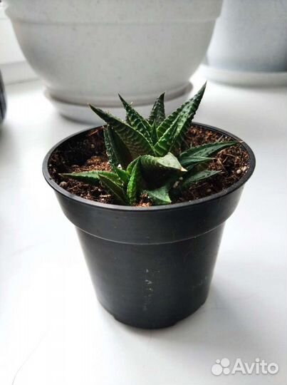 Хавортия Суккулент