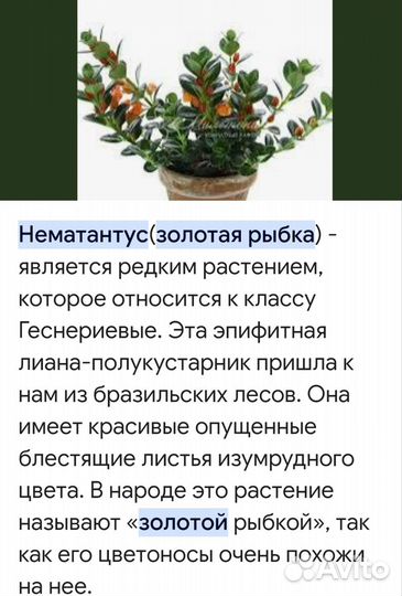 Нематантус (Золотая рыбка)