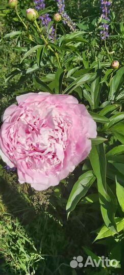 Пион Сара Бернард