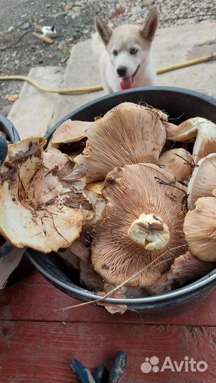 Грибы грузди рядовки