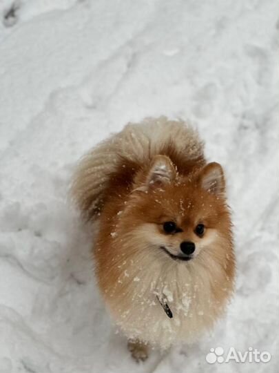 Шпиц мальчик вязка